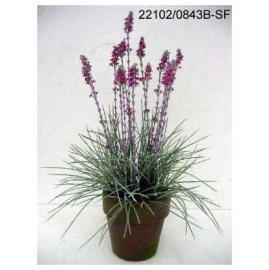 POTTED FLOWER LAVENDER (Комнатные ЦВЕТОК LAVENDER)