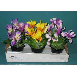 7``H MINI POTTED IRIS (7``H MINI EMPOTE IRIS)