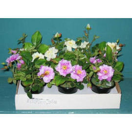 6``H MINI POTTED FLOWER (6``H MINI POTTED FLOWER)