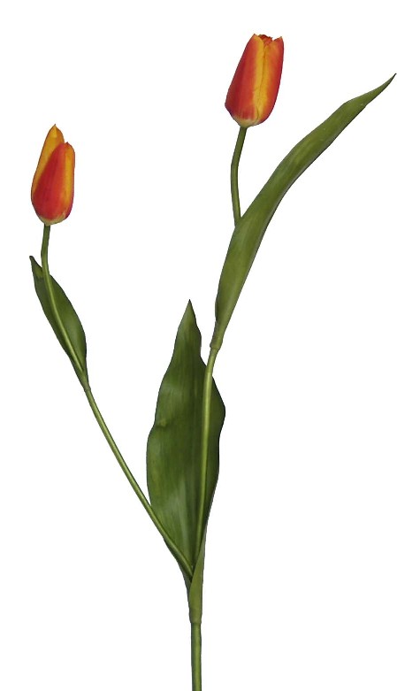 Tulip Bud Spray- 22`` (Тюльпан Bud Spray 2``)