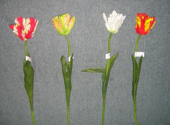 Tulip Spray-27`` (Tulip Spray-27``)