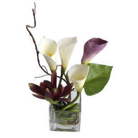 POTTED CALLA LILY-9.5`` (Комнатные Calla Lily-9,5``)