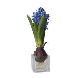 9.5`` POTTED HYACINTH (9,5``горшках ГИАЦИНТ)