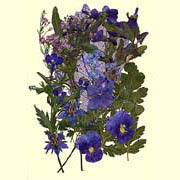 Blue series Flower Collection (Blue series Flower Collection)