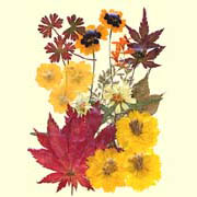 Autumnal Color Flower Collection (Autumnal Color Flower Collection)