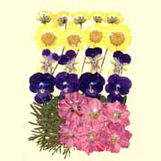 Garden Design Pack-Larkspur Roseate