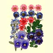 Garden Design Pack-Viola Blue