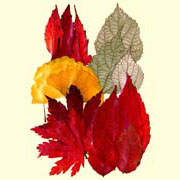 Defoliation Pack-Maple (Defoliation Pack-Maple)