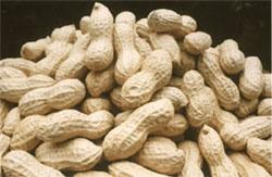 Peanut Inshells 9 / 11, 11/13, 13/15 (Peanut Inshells 9 / 11, 11/13, 13/15)