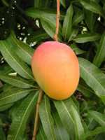 Mango (Mango)