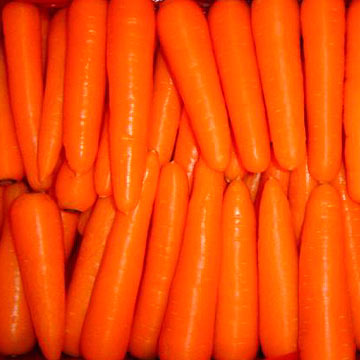  Carrot ( Carrot)