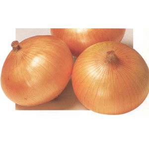 Export Fresh Onion (Экспорт свежего лука)