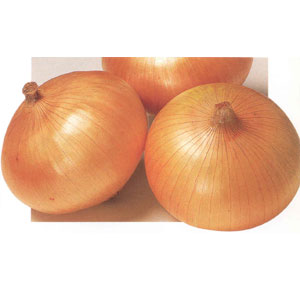 Export Fresh Onion (Export Fresh Onion)