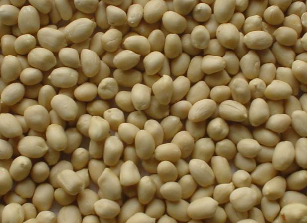  Blanched Peanut Kernels (Arachides décortiquées blanchies)