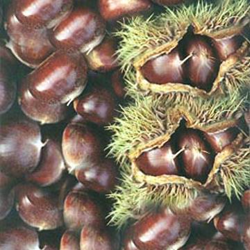  Chestnut (Chestnut)