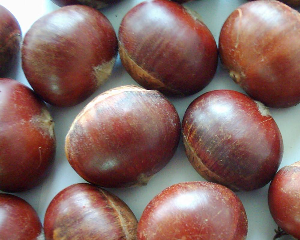  Chinese Chestnut (Chinese Chestnut)