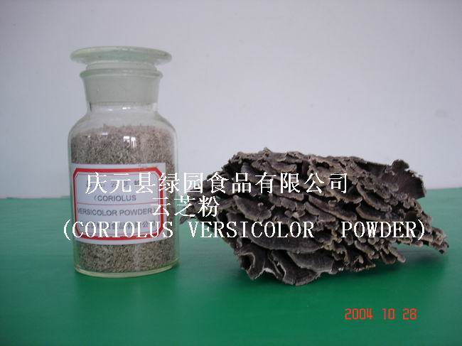  Coriolus Versicolor Powder ( Coriolus Versicolor Powder)