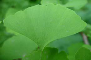  Ginkgo Biloba Extract (Гинкго билоба Extr t)