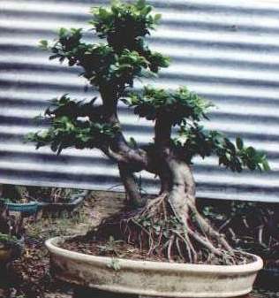 Ginseng Ficus, Bonsai (Ginseng Ficus, Bonsai)