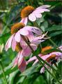  Echinacea Purpurea Extract (Эхинацея пурпурная Extr t)