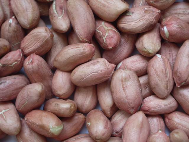  Chinese Peanut Kernels (Chinois arachides décortiquées)