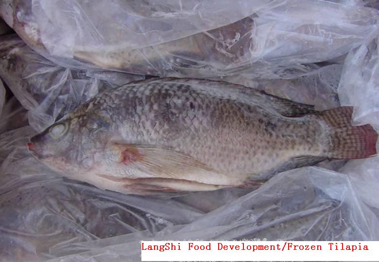  Tilapia Whole And Fillets (Tilapia Ganze und Filets)