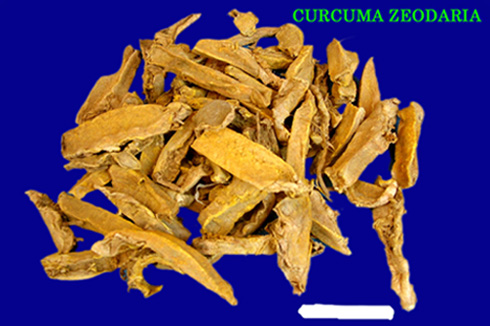  Curcuma Zedoaria ( Curcuma Zedoaria)