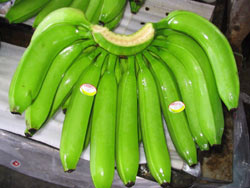  Fresh Cavendish Bananas (Fresh Bananes Cavendish)