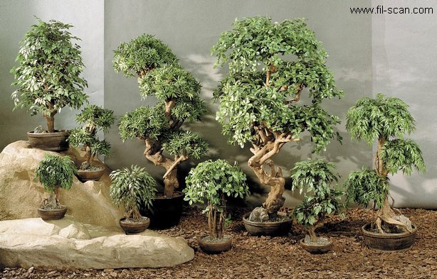  Bonsai Trees ( Bonsai Trees)