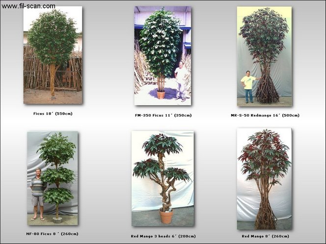  Big Trees, Interior Trees, Design Trees, Ficus (Große Bäume, Bäume Interior, Design-Trees, Ficus)