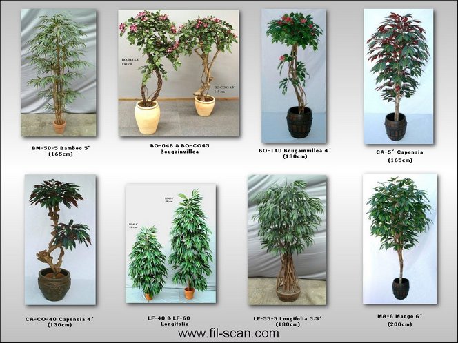  Bamboo, Capensia, Mango, Longifolia, Bougainvillea Tree (Bambus, Capensia, Mango, Longifolia, Bougainvillea Tree)