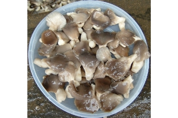  Mushrooms (Champignons)