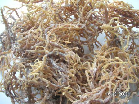  Dry Seaweed ( Euchema Cottonii ) (Dry Meeresalgen (Euchema Cottonii))