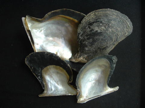  Brownlip Mother Of Pearl Shells (Brownlip Перламутр Корпуса)