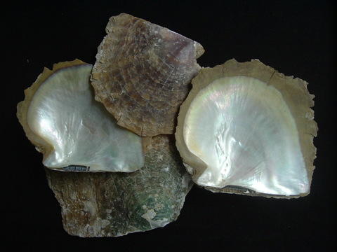  Raw Goldlip Mother Of Pearl Shells (Сырье Goldlip Перламутр Корпуса)