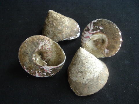  Raw Trochus Shells (Сырье Trochus Корпуса)