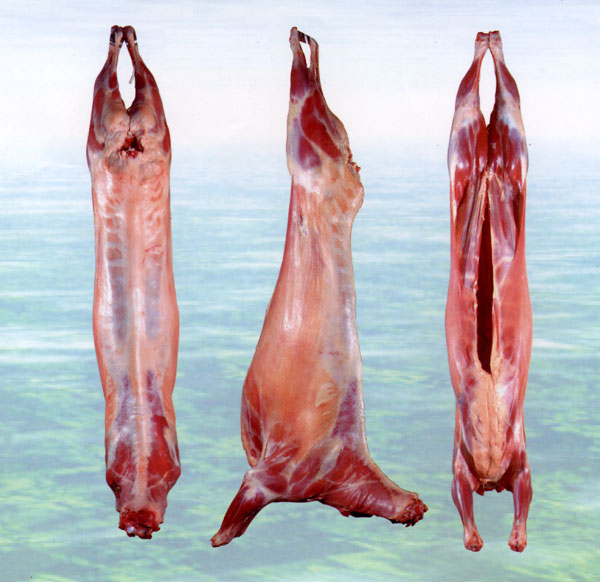  Halal Lamb Carcass