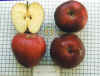  Apple (Pomme)