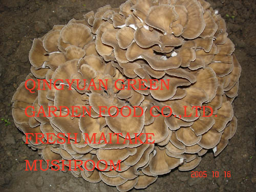 Fresh Maitake Mushroom (Fresh Maitake Mushroom)