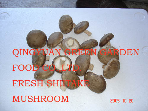 Frische Shiitake Mushroom (Frische Shiitake Mushroom)