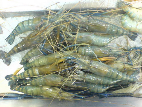  Giant Freshwater Prawn (Giant Süßwasser-Garnelen)