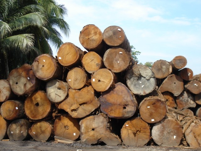  Balau Sawn Timber (Balau Sciages)