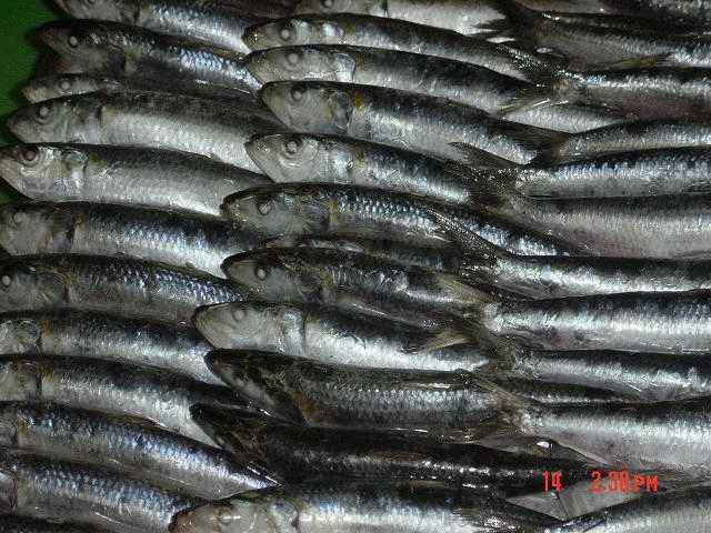  Frozen Sardine (Замороженная Сардина)