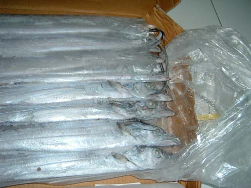  Frozen Hairtail (Ribbonfish) (Frozen hairtail (Sensenfische))