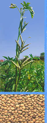  Guar Gum ( Guar Gum)