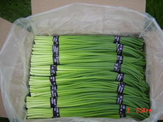  Fresh Garlic Sprout ( Fresh Garlic Sprout)