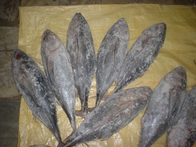  Fresh Yellow Fin Tuna (Свежий Желтая тунца)