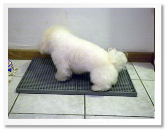 Indoor Dog Potty (Indoor Dog Potty)