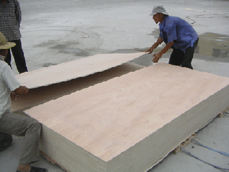  Poplar Plywood (Pappel Sperrholz)