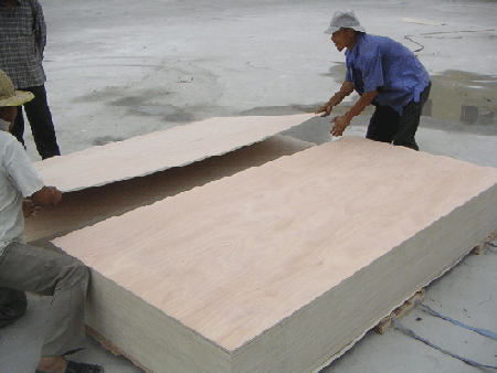  Bintangor Plywood (Bintangor Sperrholz)